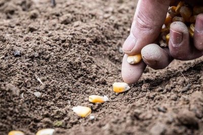 粘玉米的种植方法，种植隔离不可低于300米