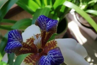 蓝色鸢尾花的花语,寓意素雅大方、暗中仰慕等