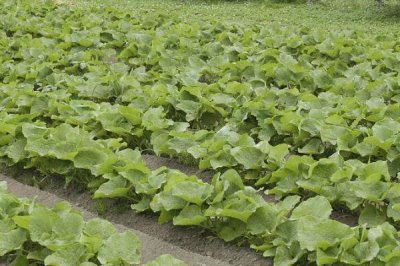 牛蒡的产地，在我国主产于江苏、山东等省份