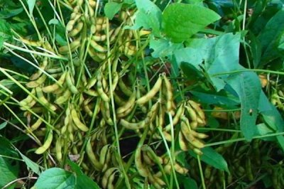 龙垦307大豆种子简介,北方春大豆超早熟品种