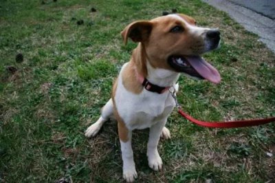 狗狗感冒恢复护理方法，一定要注意给狗狗保暖