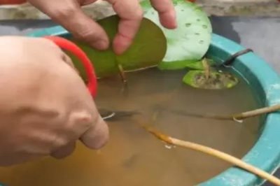 小睡莲怎么进行无土水培，用清水浸种7天再放入容器中