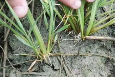水稻根部腐烂的原因，可能是田间使用肥料过多或频繁遭遇低温等