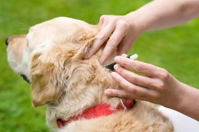 狗狗食欲不振的原因，可能是生病了