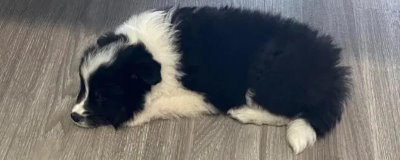 边牧为什么不能剃毛,可能会引起它自卑生气