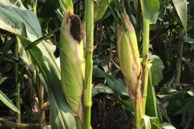 荃研1001玉米种子简介,高抗丝黑穗病