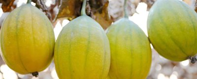 种植瓜蒌的前景,目前来看市场需求较大