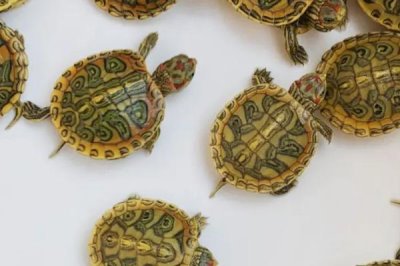 养殖乌龟的水有什么要求,喜欢25-30℃之间的水温