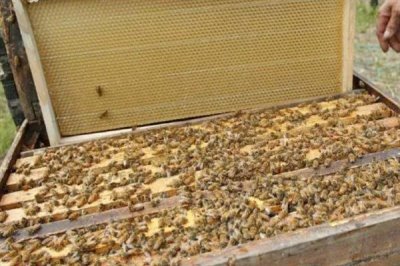 中华蜜蜂怎么养殖,温度较高时要在蜂箱四周洒水降温