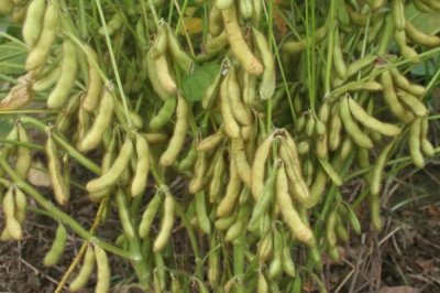 圣豆102大豆种子简介,6月10-25日播种