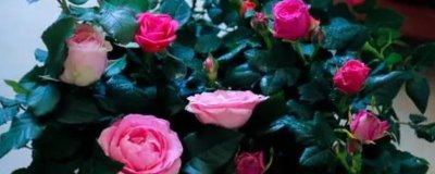 玫瑰和月季的区别，花朵、叶片和花期均不同