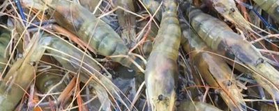 虾有哪些品种,常见的有幽灵虾、罗氏沼虾、澳洲龙虾等