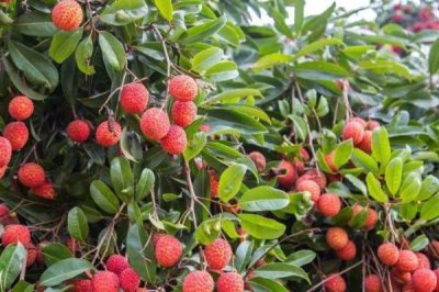 荔枝种植的注意事项,种植时间、密度、温度和水肥都需考虑