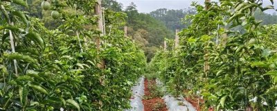 种植百香果的效益，种植当年一亩地可获2500元左右的纯利润