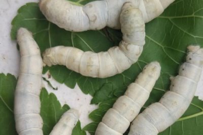 蚕的养殖方法,补催青时需要避免日晒