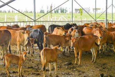 母牛繁殖技术要点，需调整适龄母牛的比例