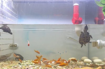 地图龟能不能用深水养,长大后再慢慢加深水位