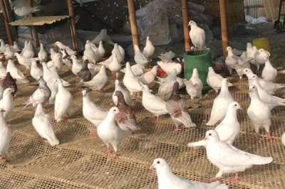 鸽子避光法的意思,是指人为减少光照强度