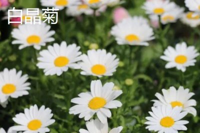 有哪些品质好的小菊系菊花种子,包括小丽花、姬小菊、金鸡菊等品种