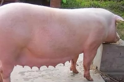 母猪发烧用什么药,安乃近加青莲霉素效果好