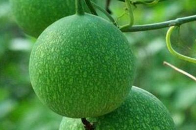 种植瓜蒌的前景,目前来看市场需求较大