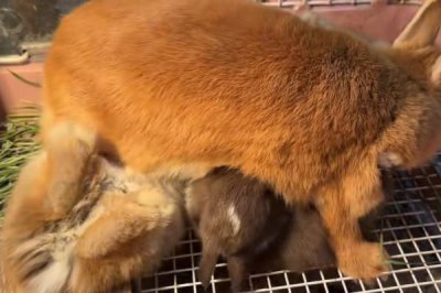 哺乳母兔怎么管理，增加青绿饲料、精饲料的饲喂量可增强体质