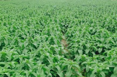 白芷的价格，一般在6-11元一斤