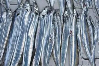 带鱼的白色鱼皮是什么,是一层由特殊脂肪形成的表皮