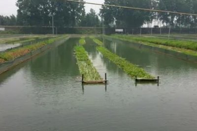 泥鳅吃什么,人工养殖可投喂米糠、豆饼、豆渣等