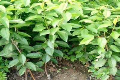 樱桃苗木的价格,因苗龄、产地、品种等条件而异