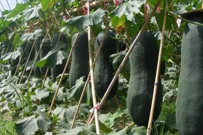 冬瓜的种植时间,适合在2-3月份和6-7月份种植