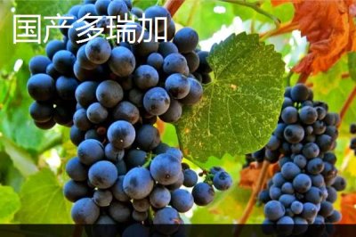 酿制葡萄酒的方法,采摘后需经过多道工序处理才能装瓶