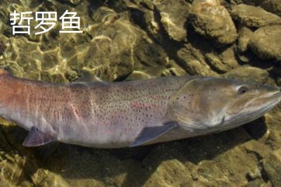 东北冷水鱼的品种,常见这5种