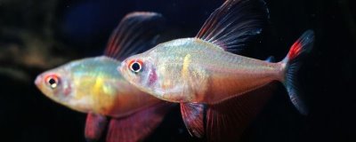 鱼的特征,都用鳃呼吸的