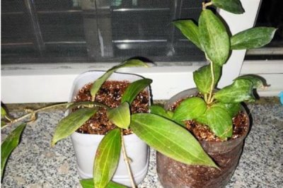 球兰什么时候换盆好，一年四季都可以换盆