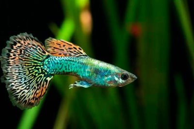 养殖孔雀鱼的技巧，在弱碱性的水中可以更好地生长