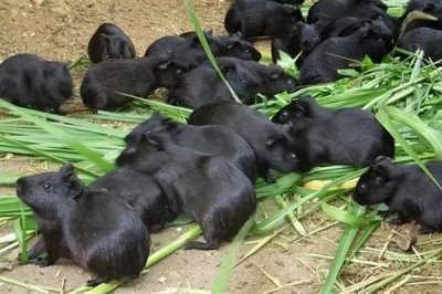 豚鼠适合养一只还是一对，属于群居动物养一对能防止孤单