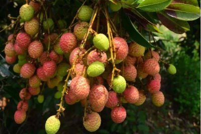 广东恩平市的特产,恩平烧饼令人百吃不厌