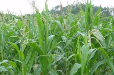 玉米杈子不打行吗，玉米杈子一定要打