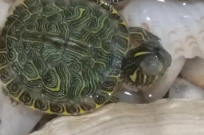 巴西龟白眼病的原因,可能是水质太差、长期不换水等