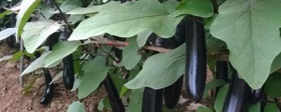 茄子在高温季节的施氮肥要点,一定要控制施用量