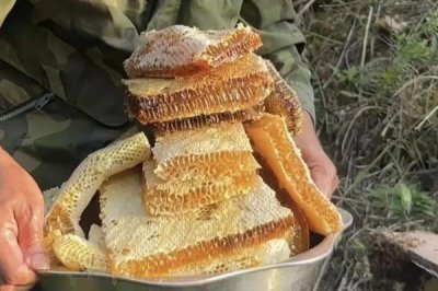 正宗蜂蜜的价格，一斤土蜂蜜需要100-300元左右