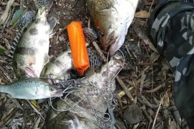 钓鳜鱼什么时间较合适，一天中凌晨和傍晚比较活跃