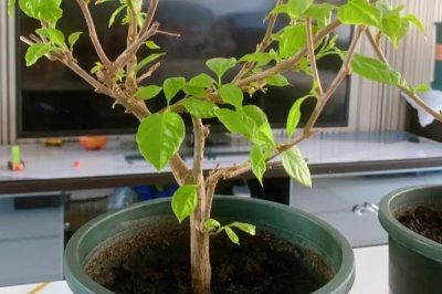 三角梅冬季什么时候修剪，在每年的十一月份进行