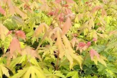 色木槭栽培技术,播种可在4月中旬进行