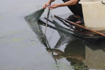 怎么养虾,每天早上、傍晚都要喂食