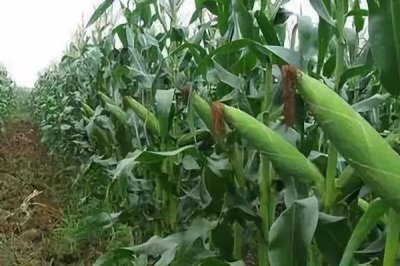 玉米贪青晚熟怎么办，人工授粉以后可去掉雄穗