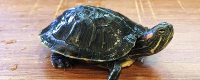 乌龟死亡的表现有哪些,首先会停止活动