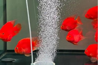 养金鱼的技巧,定期消毒可降低患病几率