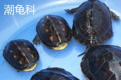 龟的种类,共有这12科